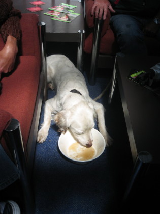 Photo: dog drinking beer